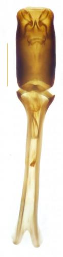 Rhizophagus parallelocollis